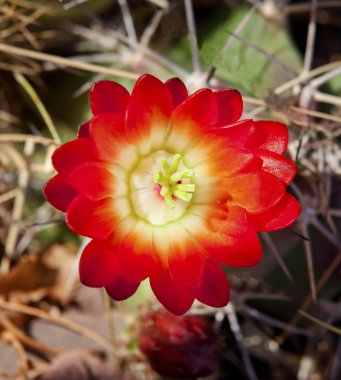 Red Cactus Flower clipart
