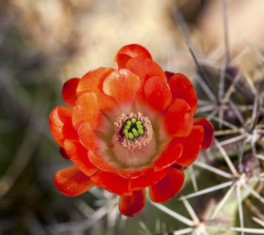 Orange Cactus Flower clipart