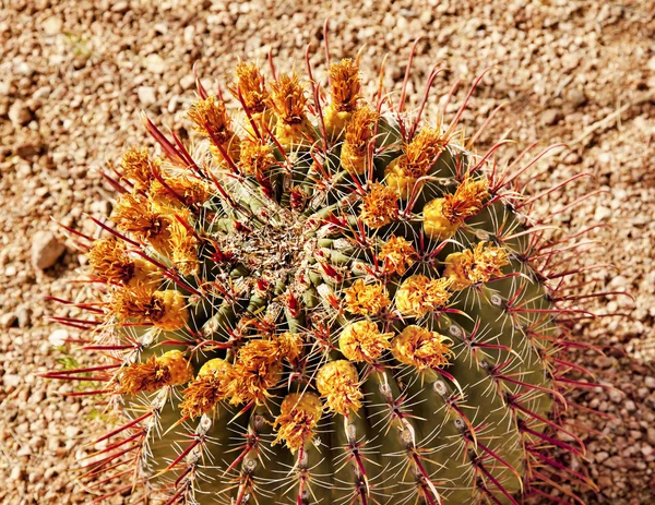 Stock image Barrel Cactus Desert Botanical Garden Phoenix Arizona