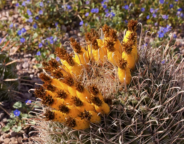 Barrel cactus blauwe bloemen desert botanical garden phoenix arizo — Stockfoto