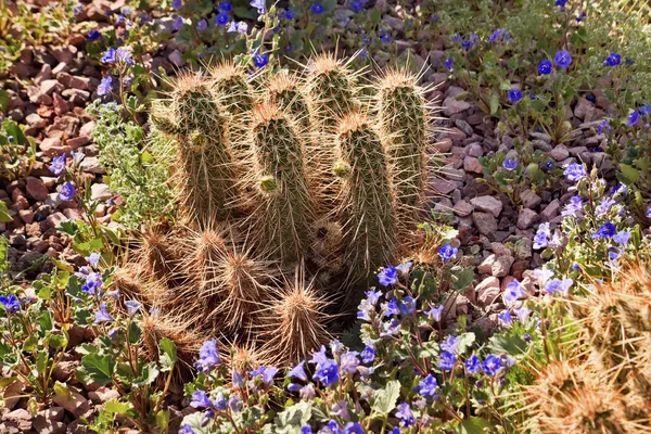 Pipe cactus blauwe bloemen desert botanical garden phoenix arizona — Stockfoto