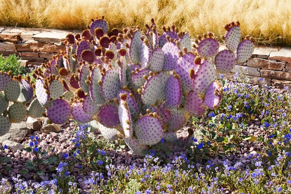 Mor kaktüs mavi çiçekler Botanik Bahçesi phoenix arizo çöl — Stok fotoğraf