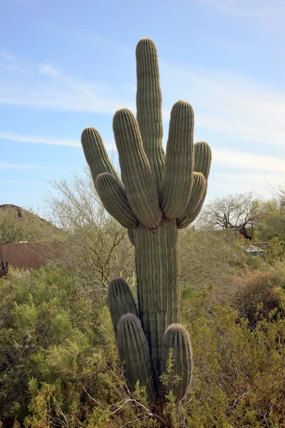 Ботанический сад Сагуаро Кактус в пустыне Финикс, Аризона — стоковое фото