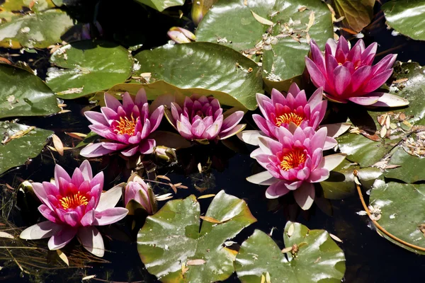 stock image Pink Water Lillies Beijing China