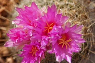 pembe kaktüs çiçek sonoran çöl phoenix arizona