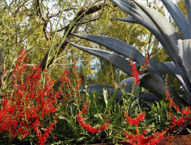 Kırmızı ocotillo çiçek agav çöl Botanik Bahçesi phoenix arizo