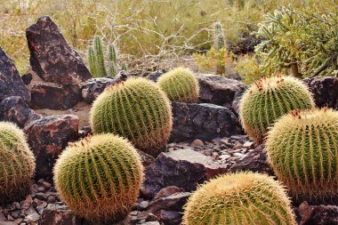 Golden Barrel Cactuses Desert Botanical Garden Phoenix Arizona clipart