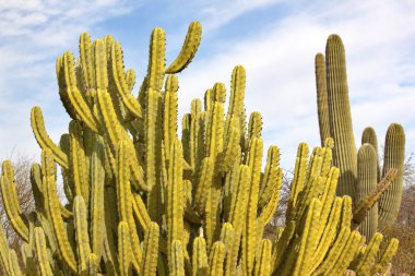 Organ Pipe Cactus Saguaro Desert Botanical Garden Phoenix Arizon clipart