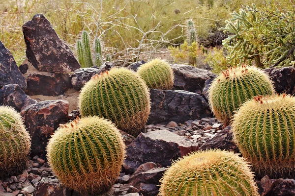 Złote kaktusy baryłkę desert botanical garden phoenix w Arizonie — Zdjęcie stockowe