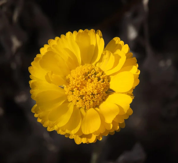 Helder gele woestijn Goudsbloem baileya mulitradiata — Stockfoto