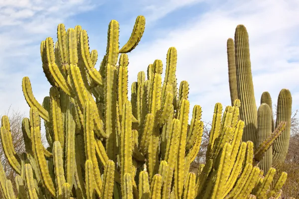 Organy rury kaktus saguaro pustynia ogród botaniczny Feniks arizon — Zdjęcie stockowe