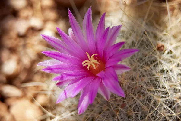 Flor de Cactus Rosa Desierto Sonorense Phoenix Arizona —  Fotos de Stock