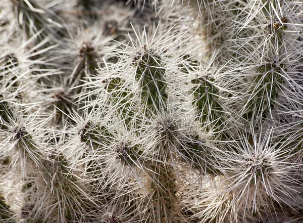 Kürdan kaktüs stetsonia cornye iğneler botanik garde çöl — Stok fotoğraf