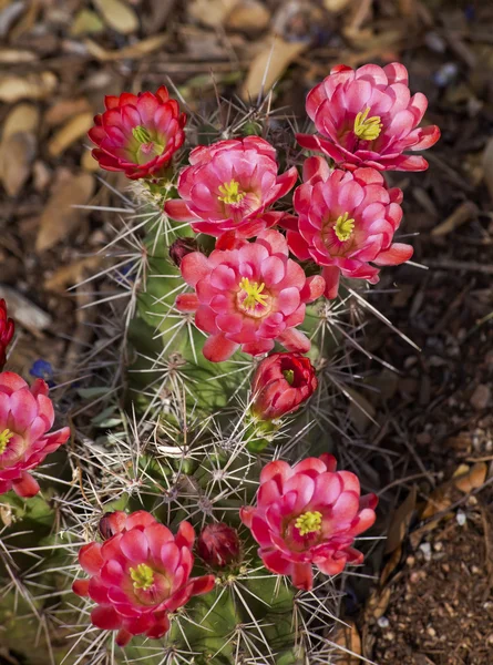 Różowy kaktus czerwone kwiaty sonoran desert phoenix w Arizonie — Zdjęcie stockowe