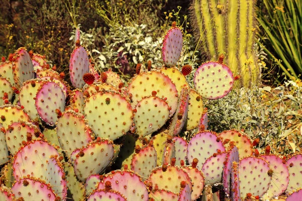 Purple Prickly Pear Cactus Opuntia Santa-Rita Desert Botanical G — Stock Photo, Image