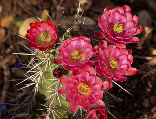 Pink Red Cactus Flowers Sonoran Desert Phoenix Аризона — стоковое фото