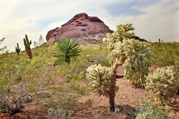 Joshua fák saguaro kaktusz sivatagi botanikus kert phoenix Istvánné — Stock Fotó