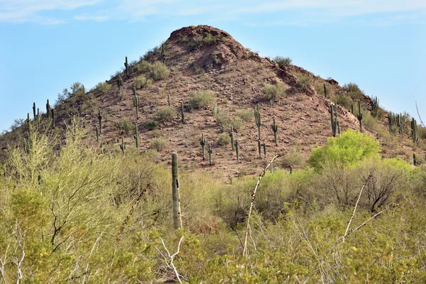 Jardín Botánico del Desierto de Cactus Saguaro Phoenix Arizona —  Fotos de Stock