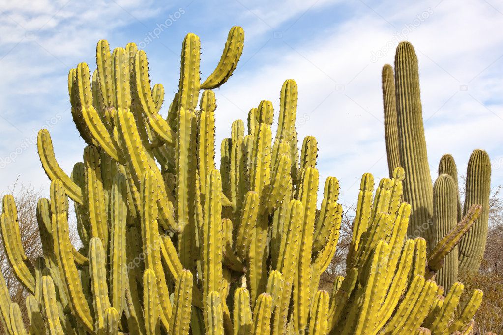 Organ Pipe Cactus Saguaro Desert Botanical Garden Phoenix Arizon