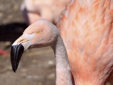 Şili pembe flamingo yakın çekim