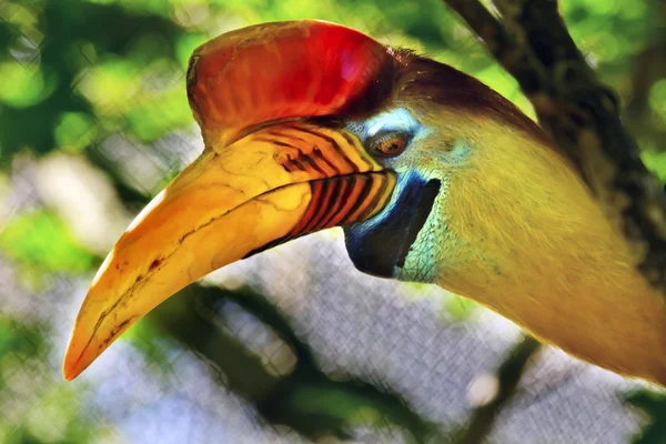 Knobbed hornbill 술라웨시 주름된 hornbill — 스톡 사진