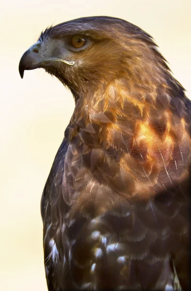 Piros farkú hawk barna tollak — Stock Fotó
