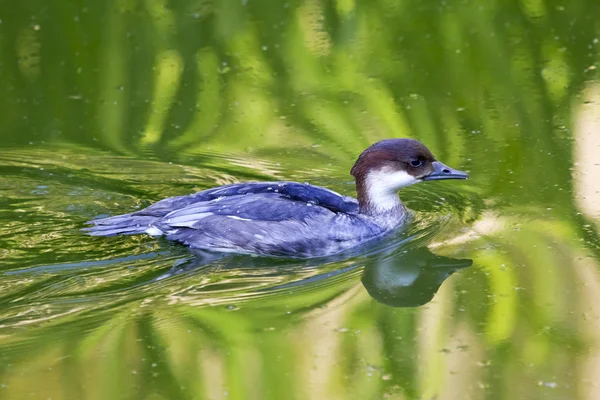 Female Smew Duck with Reflection — Stock Photo, Image