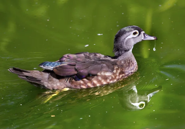 Female Wood Duck with Reflection — Stock Photo, Image