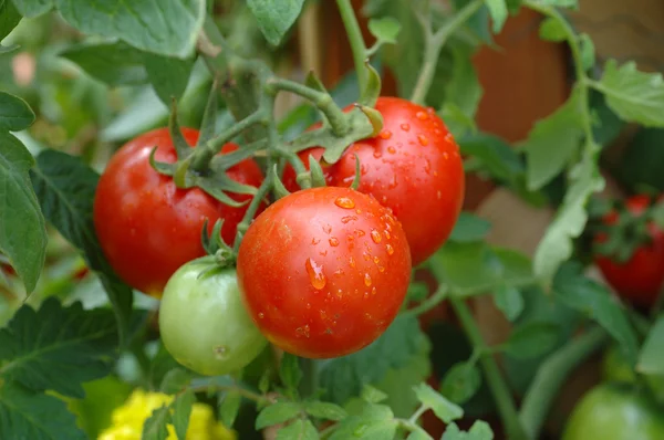 Groeiende tomaten — Stockfoto