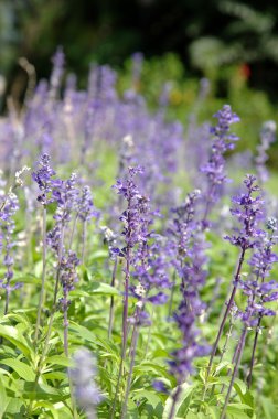 Purple Salvia clipart