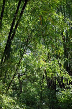 Bambu ormanı