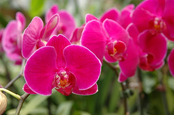 A cluster of pink orchids — Stock Photo, Image