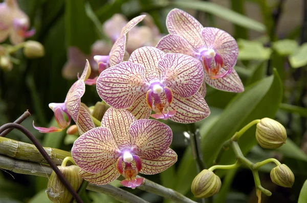 A cluster of orchids — Stock Photo, Image