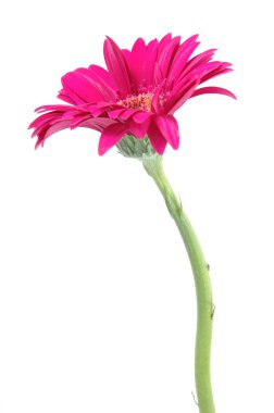 Pembe papatya.