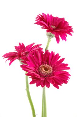 pembe gerber daisies