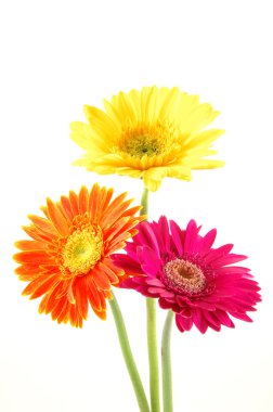 renkli gerber daisies