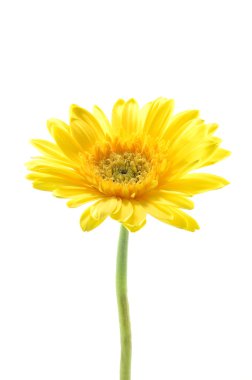 Yellow gerber daisy clipart