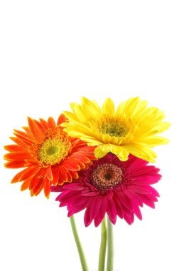 renkli gerber daisies