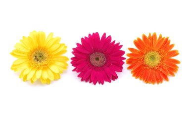 renkli gerber daisies