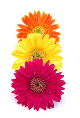 renkli gerber daisies