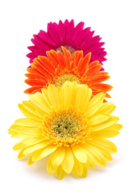 renkli gerber daisies