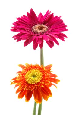 pembe ve turuncu gerber daisies