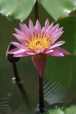 pembe lotus