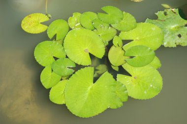 Lily pads clipart