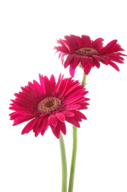 pembe gerber daisies