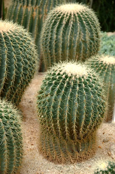 Stock image Cactus