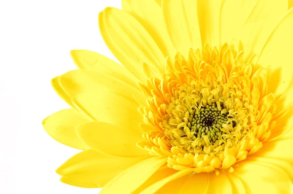 stock image Close up of yellow gerber daisy