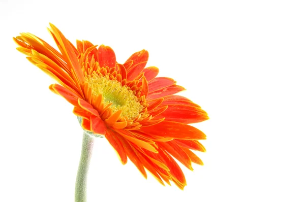 Oranžová Gerbera sedmikrásky — Stock fotografie