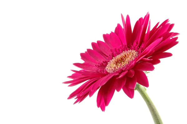 Pink gerber daisy — Stock Photo, Image