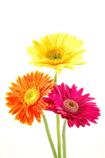 Colorful gerber daisies — Stock Photo, Image